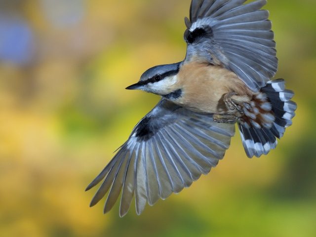 C. Robiller / naturlichter.de (Hyla meridionalis)
